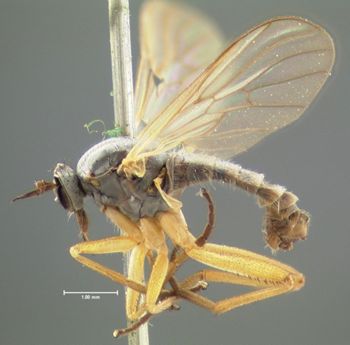 Media type: image;   Entomology 1131 Aspect: habitus lateral view